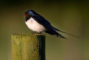 Evening Swallow