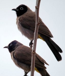 Bulbul friends