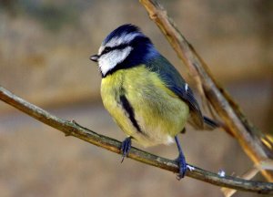 blue tit