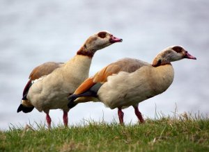 Egyptian Goose