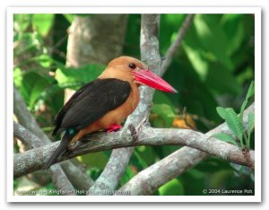 Brown-winged Kingfisher