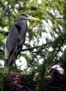 Heron with chick