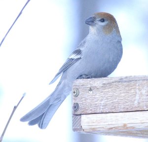 Pine Grosbeak