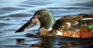 Male Shoveler