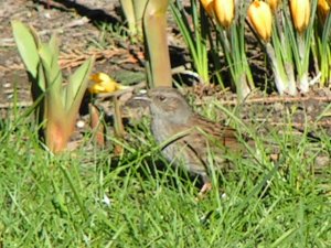 Hedge Sparrow