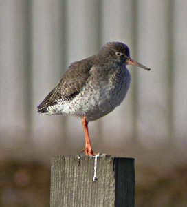 Redshank Sentry