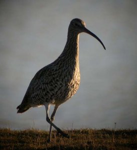 Curlew