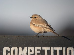 Female Desert Wheatear