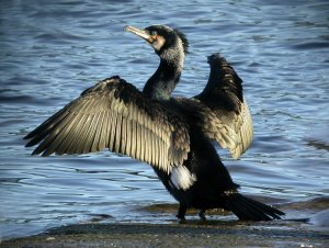 Great Cormorant