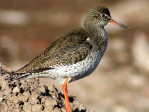 Redshank Alert