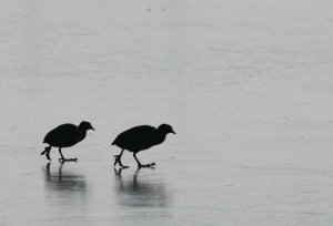 Synchronised Coot Skating Championships!