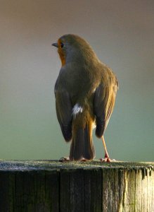 Morning Robin