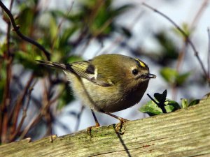 Goldcrest