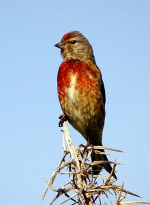 Linnet