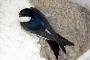 housemartin