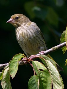 Juv Greenfinch