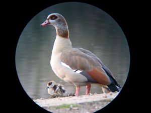 Egyptian Goose & Goslings