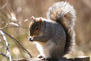 Grey Squirrel