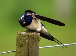 Preening swallow