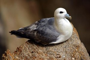 Northern Fulmar