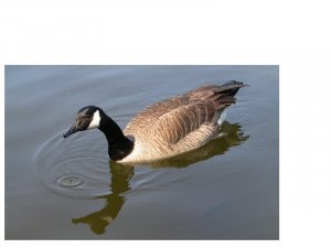 Canada Goose