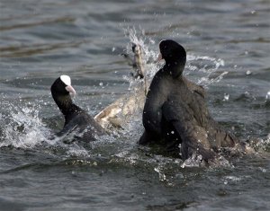 Kung Fu Coots!