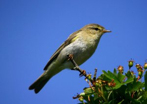 Garden warbler