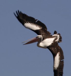 australian pelican in flight