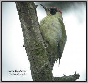 Green Woodpecker