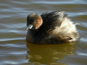 little grebe