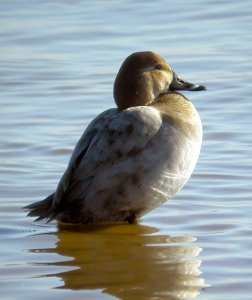 walking on water