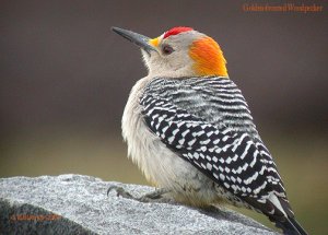 Golden-fronted Woodpecker