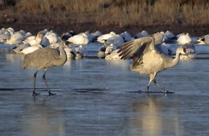 Bosque Sandhills and Snow Geese