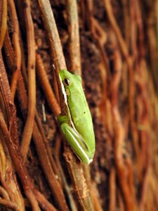 Green Tree Frog