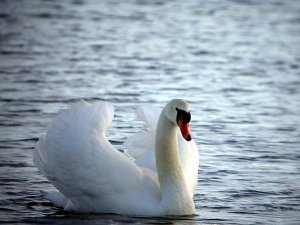 Mute Swan #1