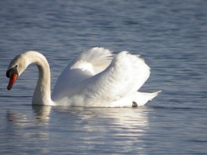 Mute Swan #2