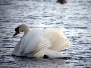 Mute Swan #3