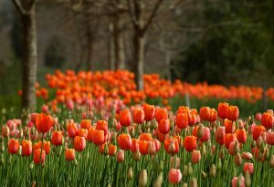 Tulips and Spring time