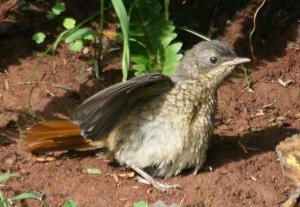 Juvenile Cape Robin Chat