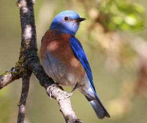 Western Bluebird