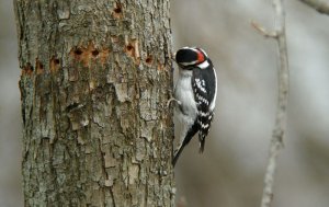 Downy Woodpecker (male) 2