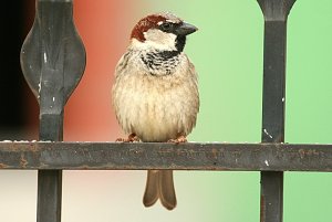 House Sparrow