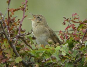 Gropper