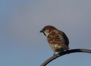 House Sparrow