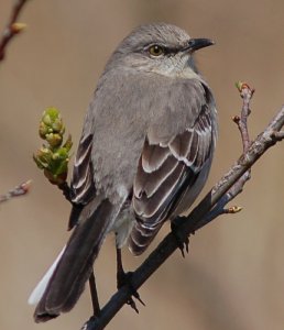 Northern Mockingbird in Spring