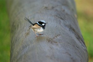 Superb Fairy Wren