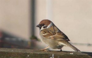 Tree Sparrow