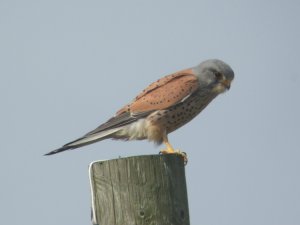 Kestrel