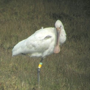 Spoonbill