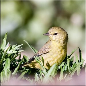 Orange-crowned Warbler